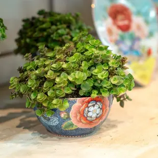 TIGELA BOWL AZUL SPRING TO LIFE
